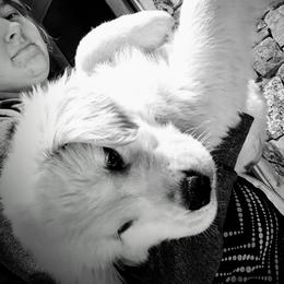 Golden Retriever Puppies from DoubleTake Goldens