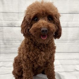 Kami - Poodle
