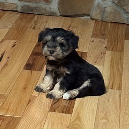 Twitter - Black and silver male Miniature Schnauzer puppy in Lockney, West Virginia from S&T Kennels