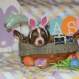 Bayern - Red tri-color Australian Shepherd puppy in Massachusetts from Knauer Australian Shepherds