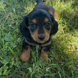 Ebony - Black and tan female Dachshund puppy in Lexington, Oklahoma from BooneDox Miniature Dachshunds