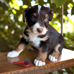 Everett - Red tri-color male Australian Shepherd puppy in Statesville, North Carolina from Charming Australian Shepherds