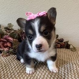 Girl 2 - female Pembroke Welsh Corgi puppy in Hinton, Oklahoma from Green Cloud Ranch