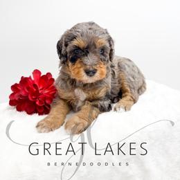 Buzz - Blue merle male Bernedoodle puppy in Baroda, Michigan from Great Lakes Bernedoodles