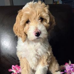 Marcie - Apricot female Aussiedoodle puppy in Cumberland, Rhode Island from W Doodle Crew