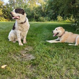 Central Asian Shepherd Dog Puppies from Guardian Dog