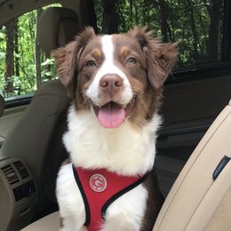 Ruby - Australian Shepherd
