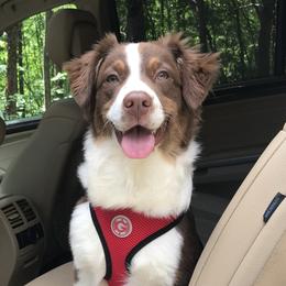 Ruby - Australian Shepherd