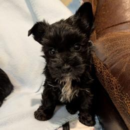 Essex - Parti male Yorkshire Terrier puppy in Gatesville, Texas from KontryKritterz Yorkies