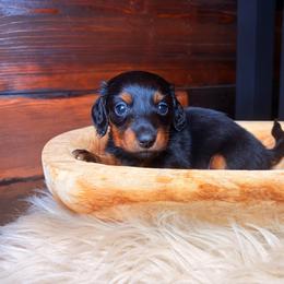 Sprig - Black and tan male Dachshund puppy in Washburn, Tennessee from Clinch Mountain Dachshunds
