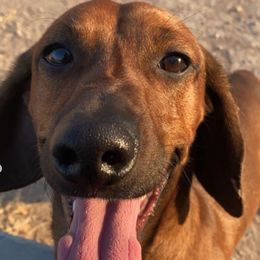 Dachshunds from LasDivasDachshunds