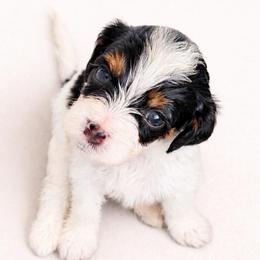 Ginger - Tri-color female Cavapoo puppy in Beech Island, South Carolina from New Moon Farm Canines