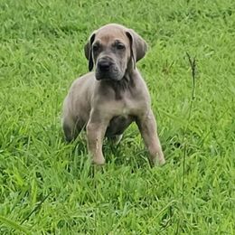 Yolandra - Fawn female Great Dane puppy in Jerusalem, Arkansas from Mara Danes
