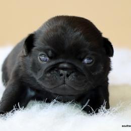 Sunny - Black male Pug puppy in Winnsboro, Texas from Southern pugs