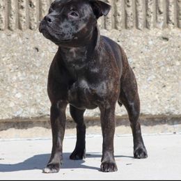 Staffordshire Bull Terrier All Grown Up from Freystaff Staffordshire Bull Terriers
