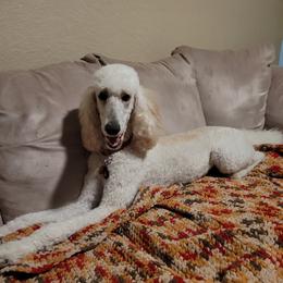 Athena - Poodle