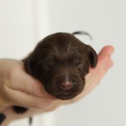 Navy - Chocolate male Australian Labradoodle puppy in Williamstown, New York from Lewis Manor Labradoodles
