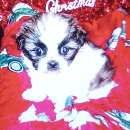 Girl 1 - Brown and white female Shichon puppy in Brainerd, Minnesota from Angie’s Teddy Bear Puppies Minnesota