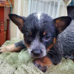 Full mask F - Blue speckled female Australian Cattle Dog puppy in Lenoir, North Carolina from Blue Coyote Ranch