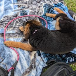 German Shepherd Puppies from League of Shepherds