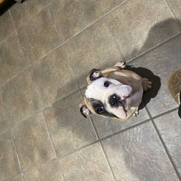 English Bulldog and French Bulldog Puppies from Benedict Family Frenchies, Bulldogs and Danes