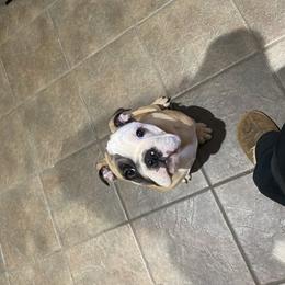 English Bulldog and French Bulldog Puppies from Benedict Family Frenchies, Bulldogs and Danes