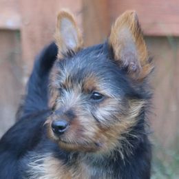 Australian Terrier puppies from ZoeZoo Australian Terriers