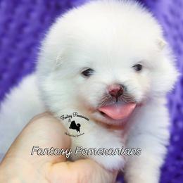 Blanche - White female Pomeranian puppy in Anna, Texas from Fantasy Pomeranians & Fantasy Aussies