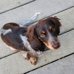Freddie - Dachshund