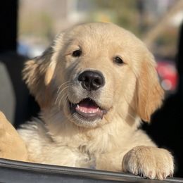 Goldendoodles and Golden Retrievers from Valley of the Sun Breeders
