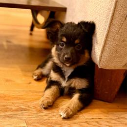 Daisy - Black tri female Miniature Australian Shepherd puppy in Harpers Ferry, West Virginia from Carter's Cuties