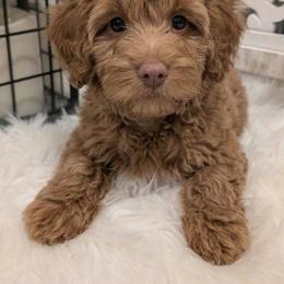 Kookie (Female) - Chocolate female Havapoo puppy in Burlington, Iowa from River View Puppies