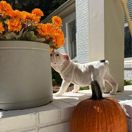 Chloe - White female Bulldog puppy in Cumming, Georgia from Happy Place Kennels