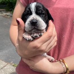 Orange - Black and white male Pointer puppy in Olympia, Washington from Birdsboro Pointers