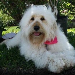 Bernedoodle, Goldendoodle, and Labradoodle Puppies from Apple Creek Doodles