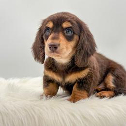 Patton - Chocolate and tan male Dachshund puppy in Litchfield, Illinois from Charmm Dachshunds