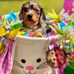 Dachshund Puppies from Doxi Delights