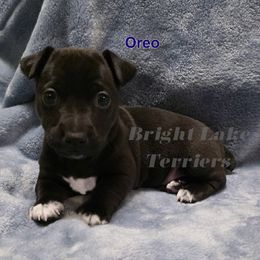 Oreo - Black and white male Teddy Roosevelt Terrier puppy in Milaca, Minnesota from Bright Lake Terriers