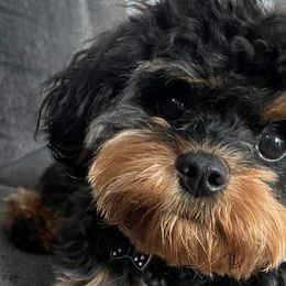 Assorted Doodle Crosses, Cavachons, Cavalier King Charles Spaniels, and Cavapoos from Prairie Puppies