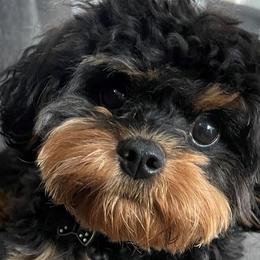 Assorted Doodle Crosses, Cavachons, Cavalier King Charles Spaniels, and Cavapoos from Prairie Puppies