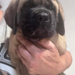 Yellow - Fawn male Mastiff puppy in Southampton, New Jersey from Showstoppers Mastiffs