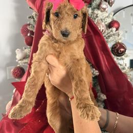Flower - Red  female Goldendoodle puppy in Naples, Florida from Goldendoodles Of Naples