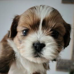 Bandit - Sable and white male Shih Tzu puppy in Wolcottville, Indiana from Ducky's Doodles