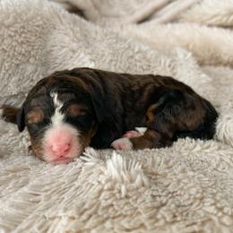 Ophelia - Sable female Bernedoodle puppy in New River, Arizona from Sonoran Standard Doodles