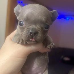 Sky Latte - Blue female French Bulldog puppy in New Castle, Delaware from Sasha’s Elite Kennel LLC