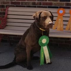 Chesapeake Bay Retrievers from Rainwater Kennels