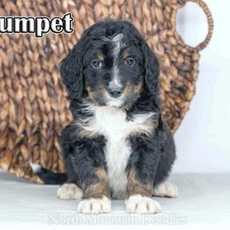 Crumpet - Tri-color male Bernedoodle puppy in Factoryville, Pennsylvania from North Mountain Doodles
