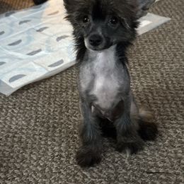 Nacho - Sable male Chinese Crested puppy in Loganville, Georgia from Just Cresteds