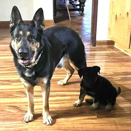 German Shepherd Puppies from Drachenhaus Shepherds