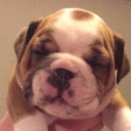 Bulldog Puppies from Farm Strong Bulldogs